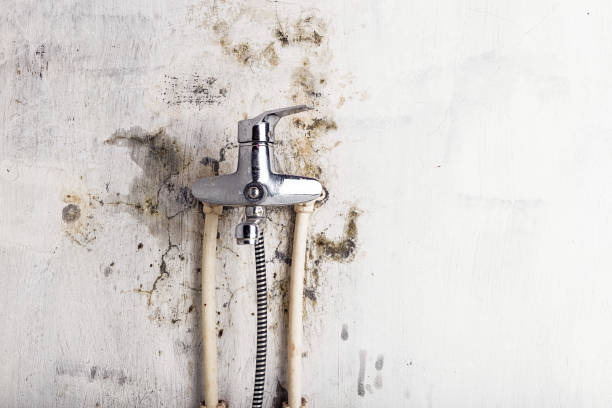 Best Mold Remediation  in Sumrall, MS
