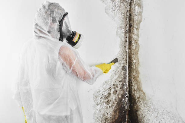 Best Mold Remediation  in Sumrall, MS