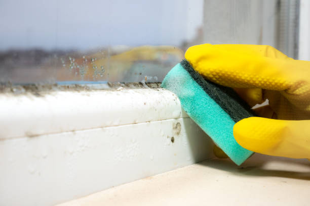 Best Commercial Mold Removal  in Sumrall, MS