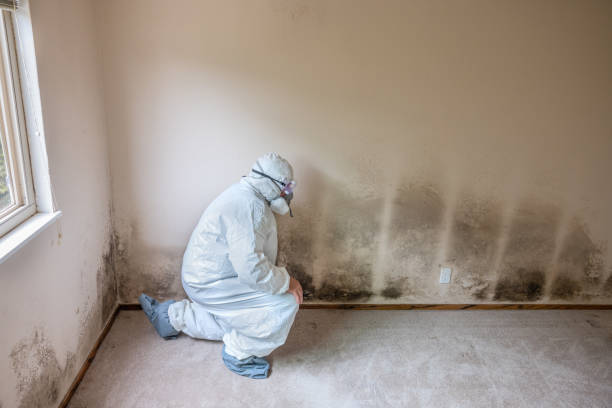 Best Toxic Mold Removal  in Sumrall, MS