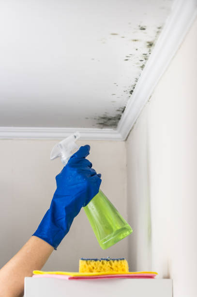 Best Black Mold Removal  in Sumrall, MS